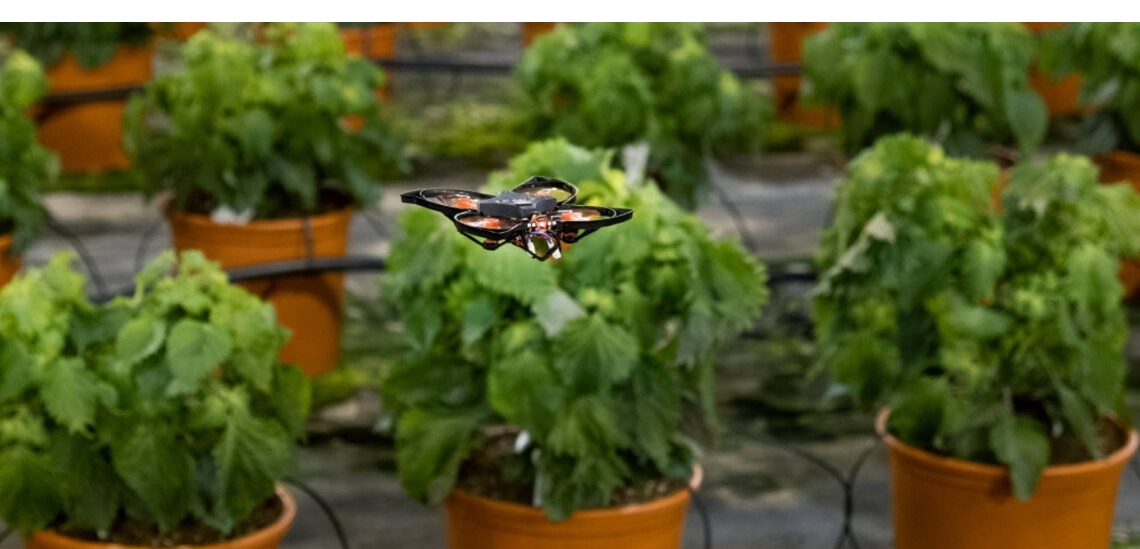 Nederlandse kweker gebruikt drones tegen insecten